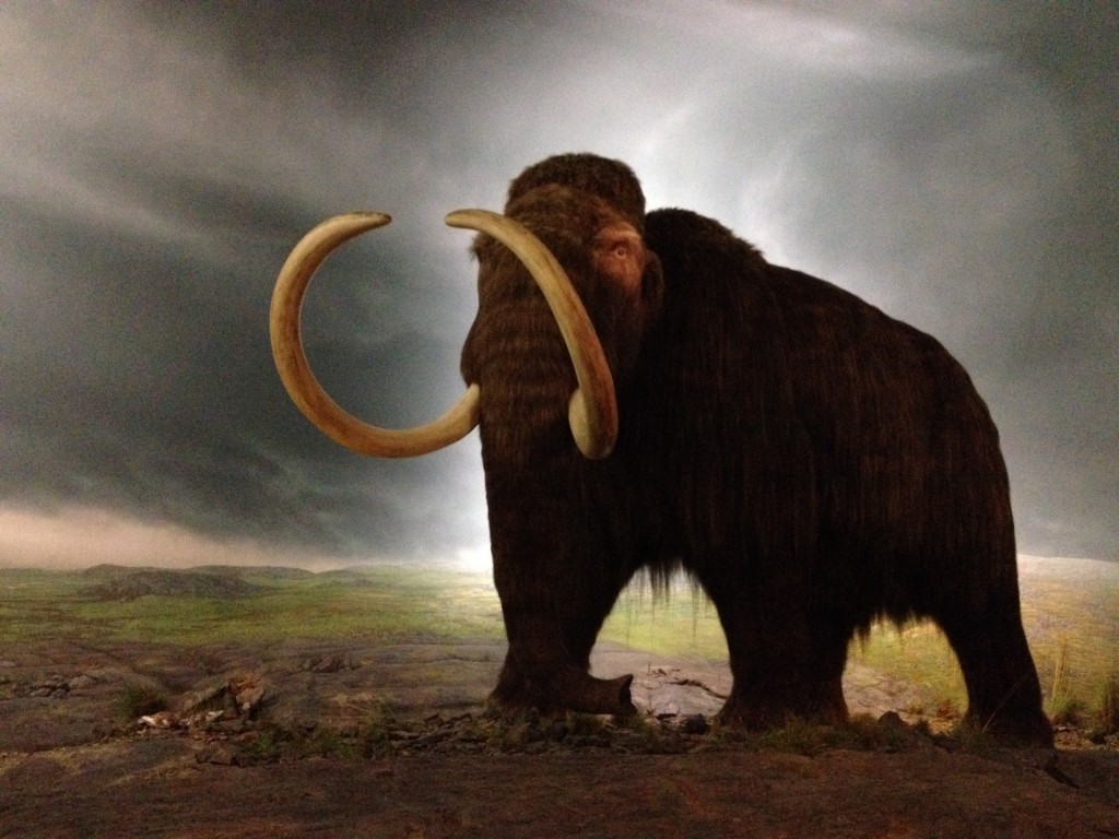 Mammoth display at the Royal BC Museum