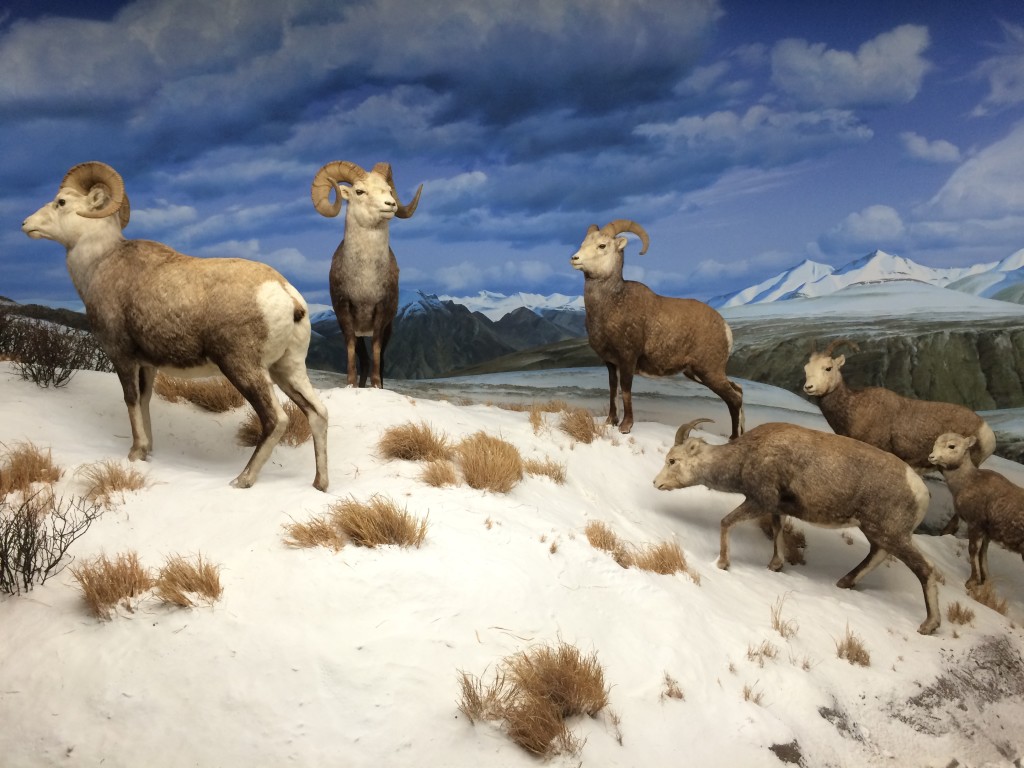 Diorama at the Los Angeles Natural History Museum