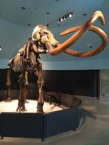 Mammoth from La Brea Tar Pits
