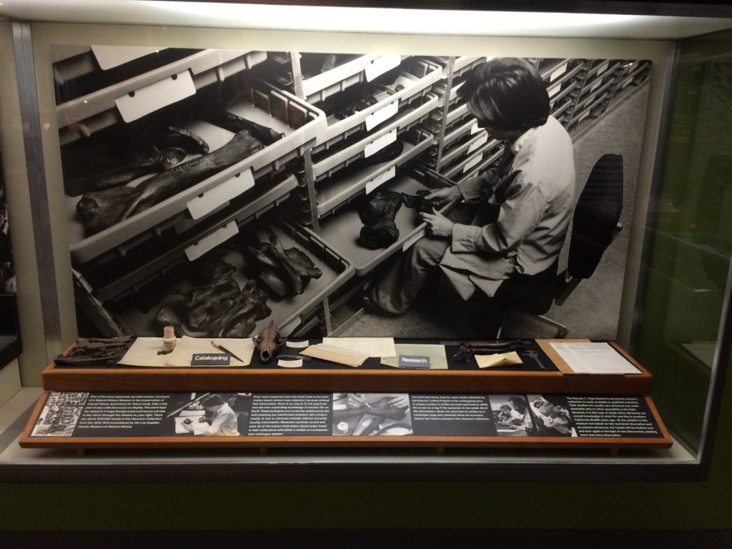 Display about cataloguing and research. La Brea Tar Pits & Museum, Los Angeles.