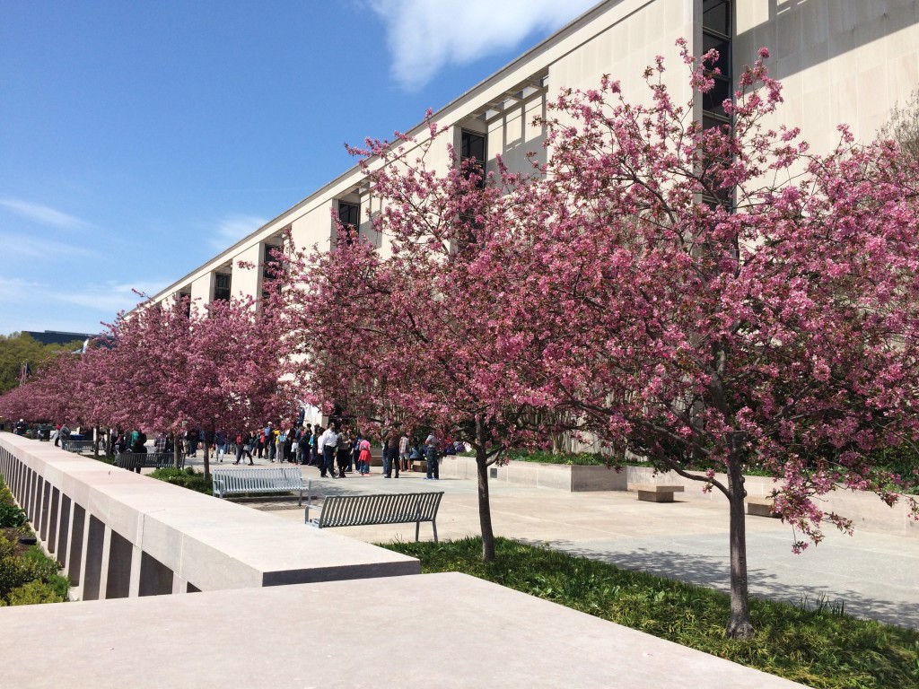 Blossoms outside the National Museum of American History