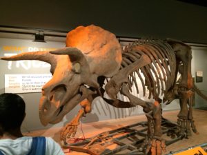 Triceratops. National Museum of American History, Washington, D.C.