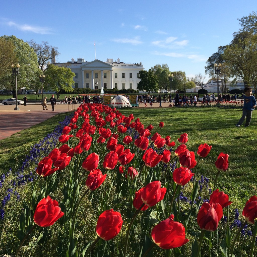 Flowers and the White House