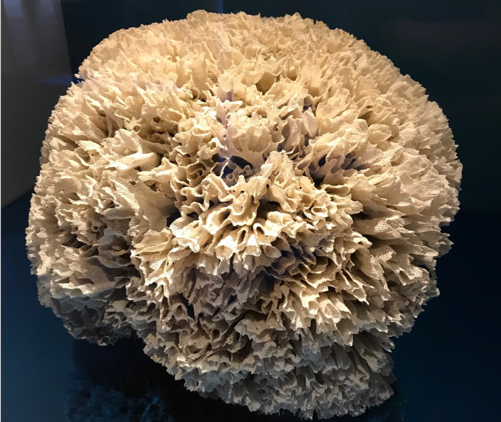 Round coral formation
