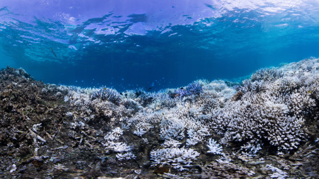 Underwater photograph of a large expanse of bleached coral