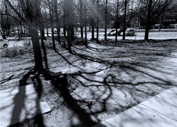Black and white photograph of path covered with tangled shadows of trees